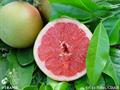 Citrus maxima